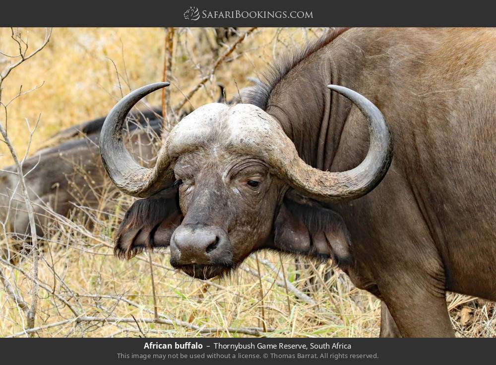 African buffalo in Thornybush Game Reserve, South Africa