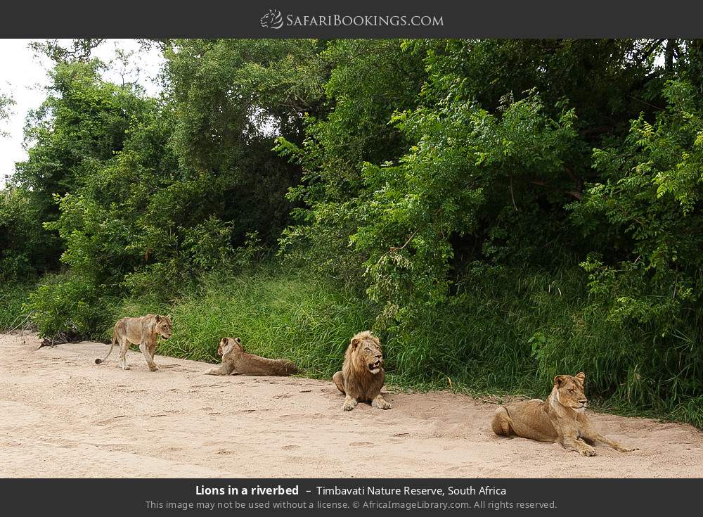 Lions in a riverbed in Timbavati Nature Reserve, South Africa