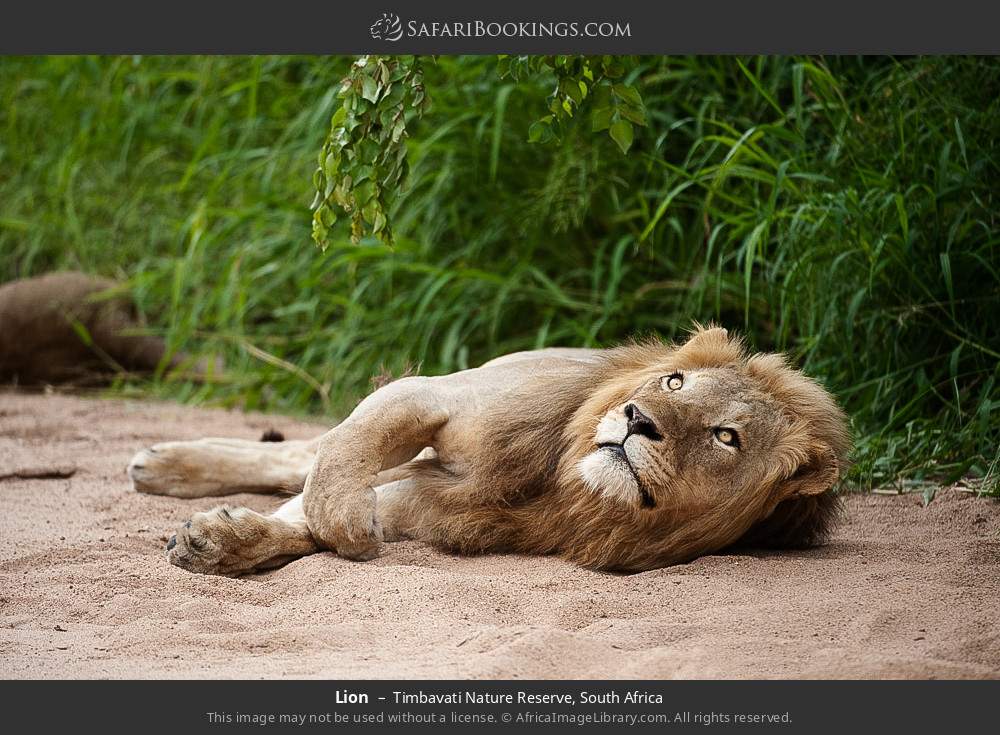 Lion in Timbavati Nature Reserve, South Africa