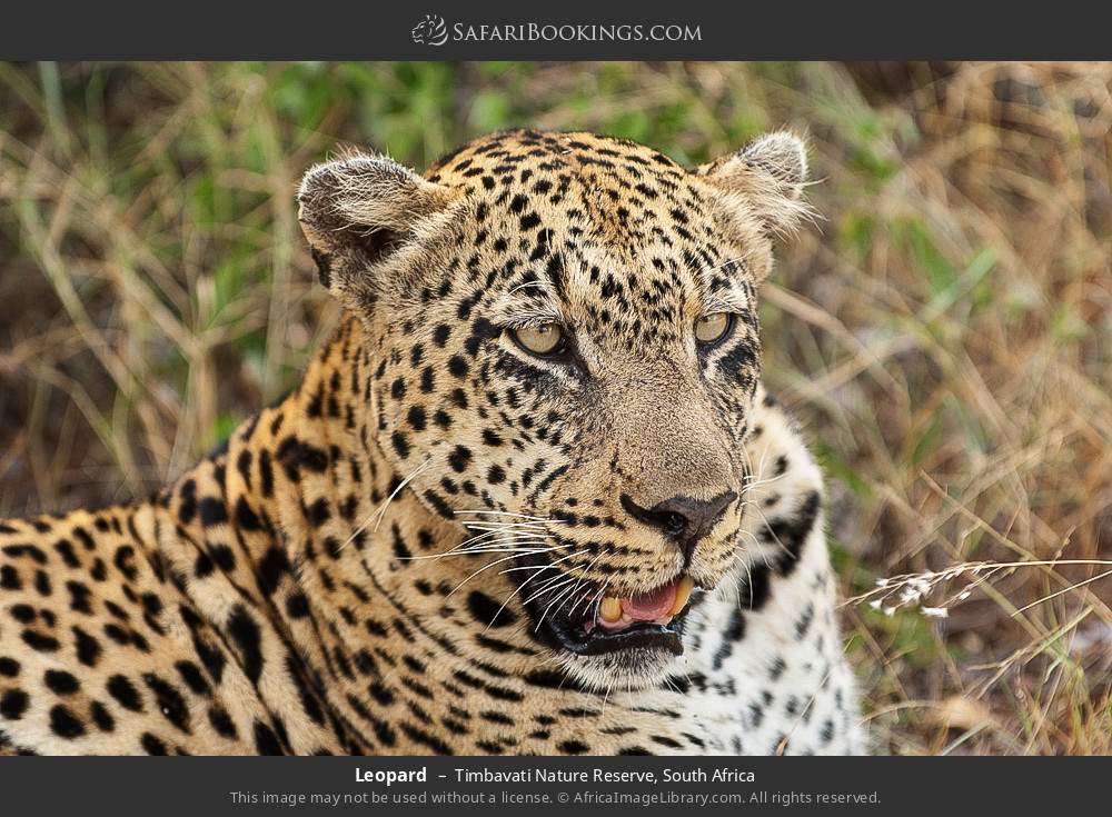Leopard in Timbavati Nature Reserve, South Africa