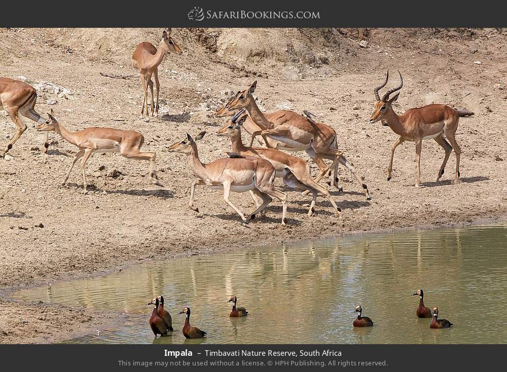 Impala in Timbavati Nature Reserve, South Africa