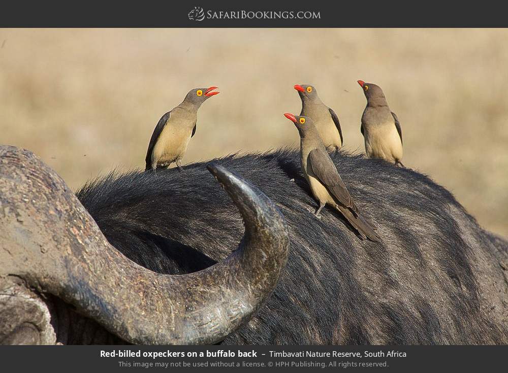 Red-billed oxpeckers on a buffalo back in Timbavati Nature Reserve, South Africa