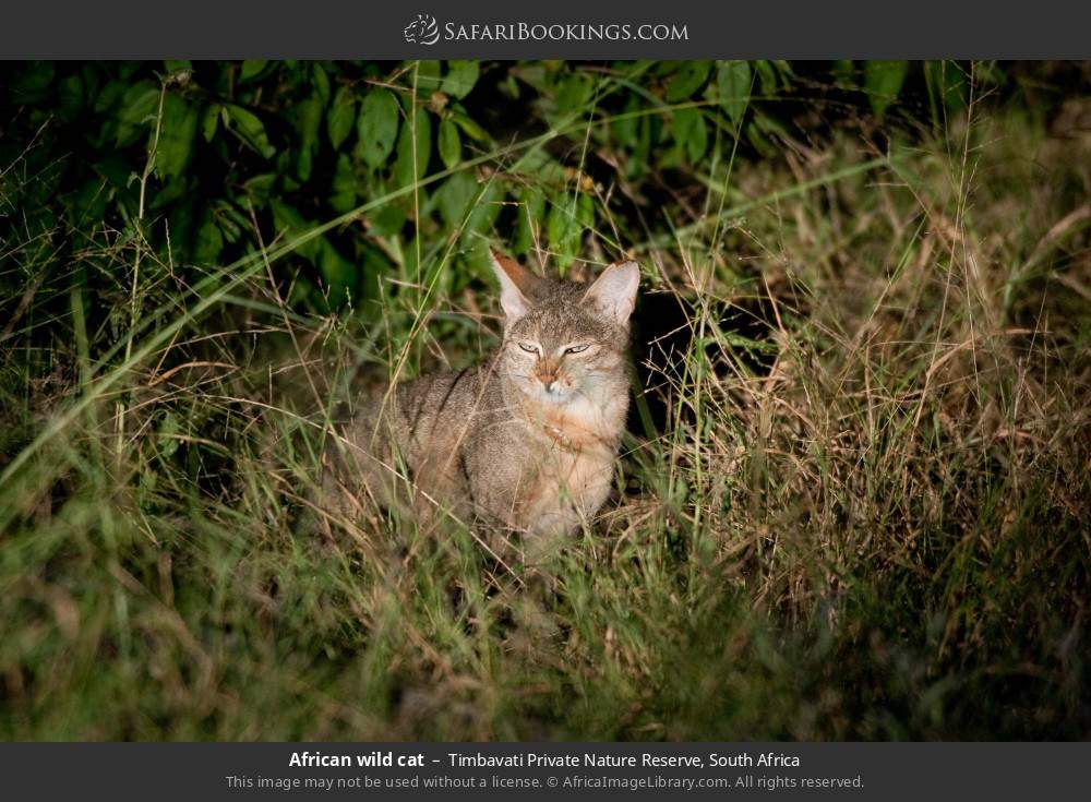 African wild cat in Timbavati Private Nature Reserve, South Africa