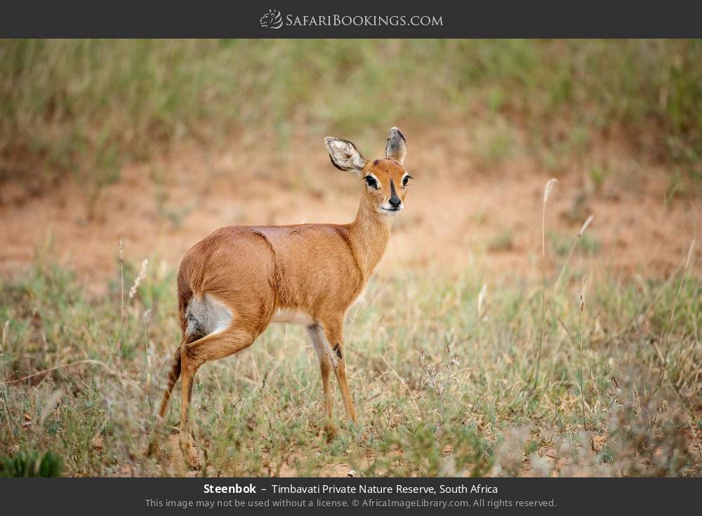 Steenbok in Timbavati Private Nature Reserve, South Africa