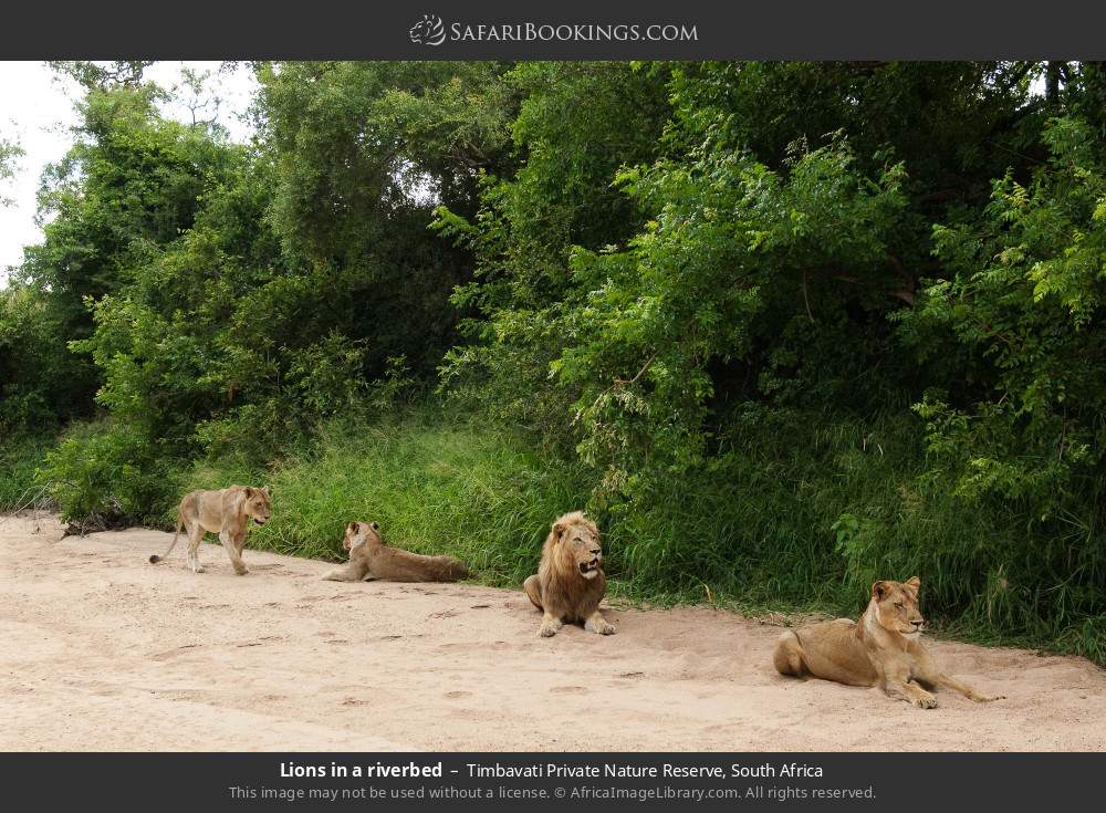 Lions in a riverbed in Timbavati Private Nature Reserve, South Africa