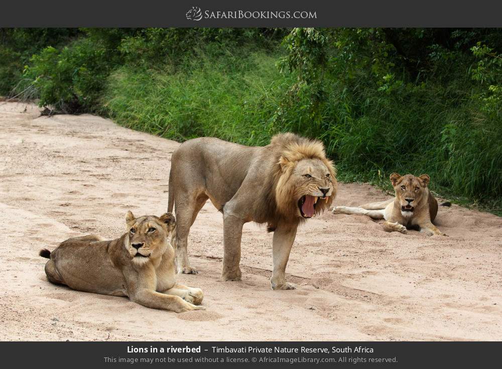 Lions in a riverbed in Timbavati Private Nature Reserve, South Africa
