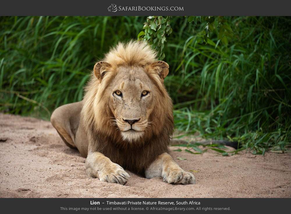 Lion in Timbavati Private Nature Reserve, South Africa