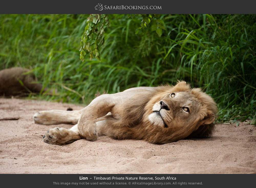 Lion in Timbavati Private Nature Reserve, South Africa