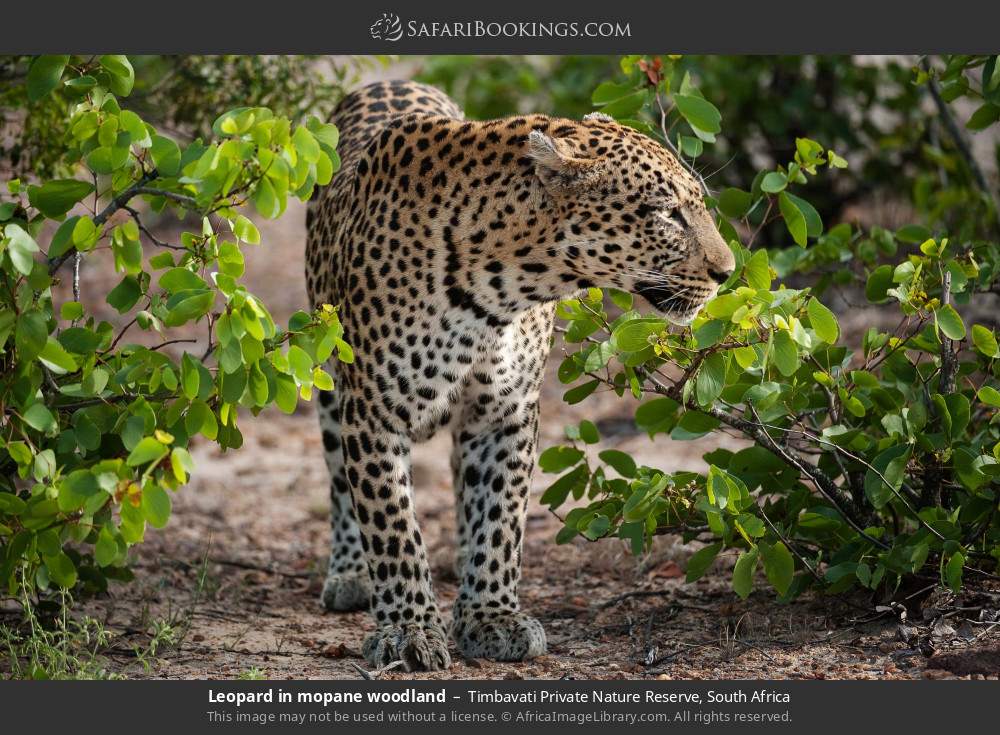 Leopard in mopane woodland in Timbavati Private Nature Reserve, South Africa