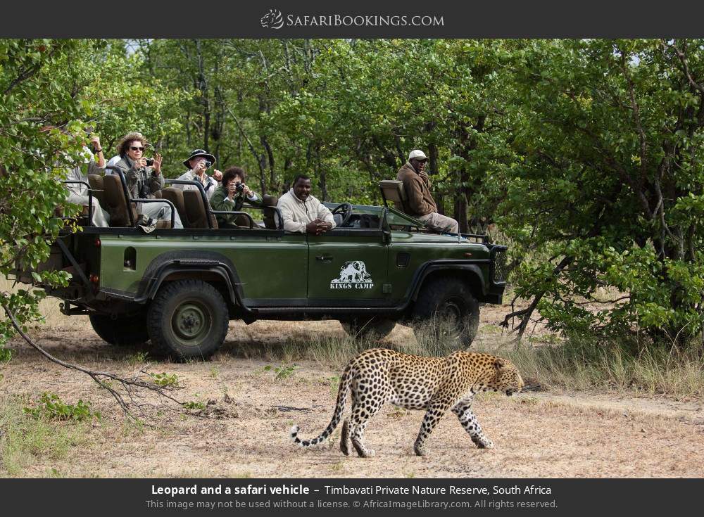 Leopard and a safari vehicle in Timbavati Private Nature Reserve, South Africa