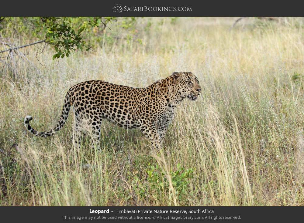 Leopard in Timbavati Private Nature Reserve, South Africa