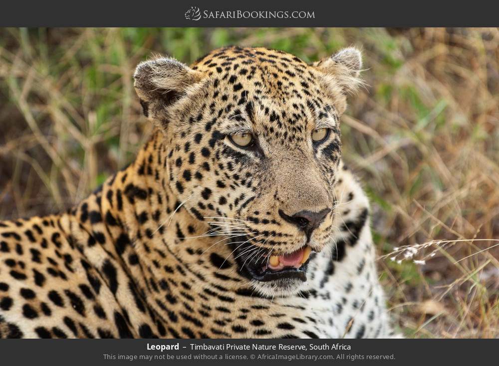 Leopard in Timbavati Private Nature Reserve, South Africa