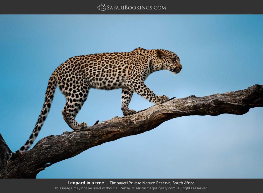 Leopard in a tree in Timbavati Private Nature Reserve, South Africa