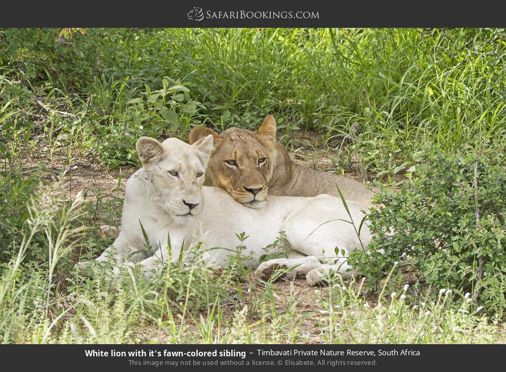 White lion with it's fawn-colored sibling in Timbavati Private Nature Reserve, South Africa