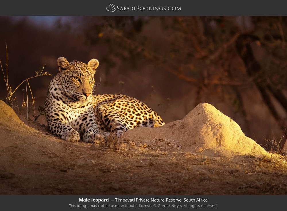 Male leopard in Timbavati Private Nature Reserve, South Africa