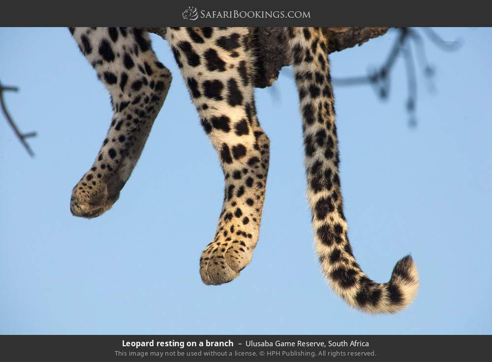 Leopard resting on a branch in Ulusaba Game Reserve, South Africa