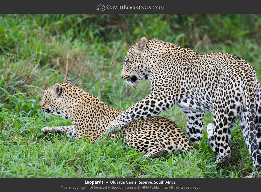 Leopards in Ulusaba Game Reserve, South Africa