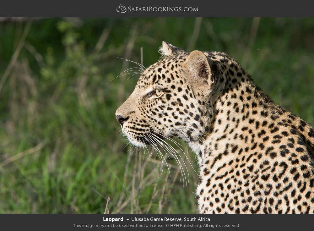 Leopard in Ulusaba Game Reserve, South Africa