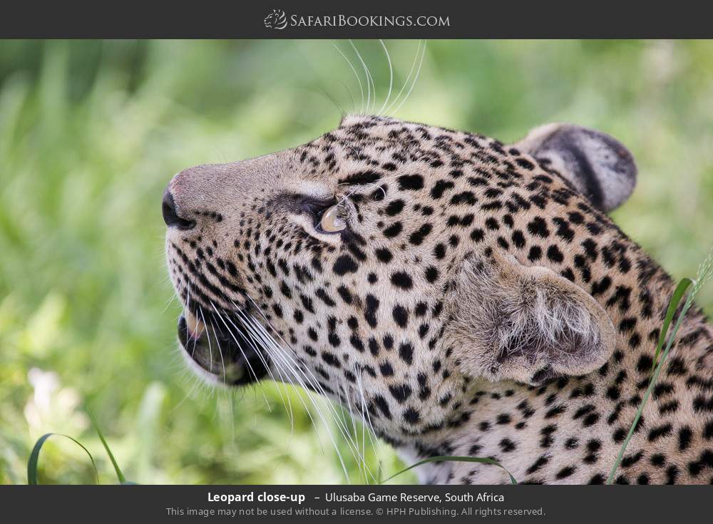 Leopard close-up  in Ulusaba Game Reserve, South Africa