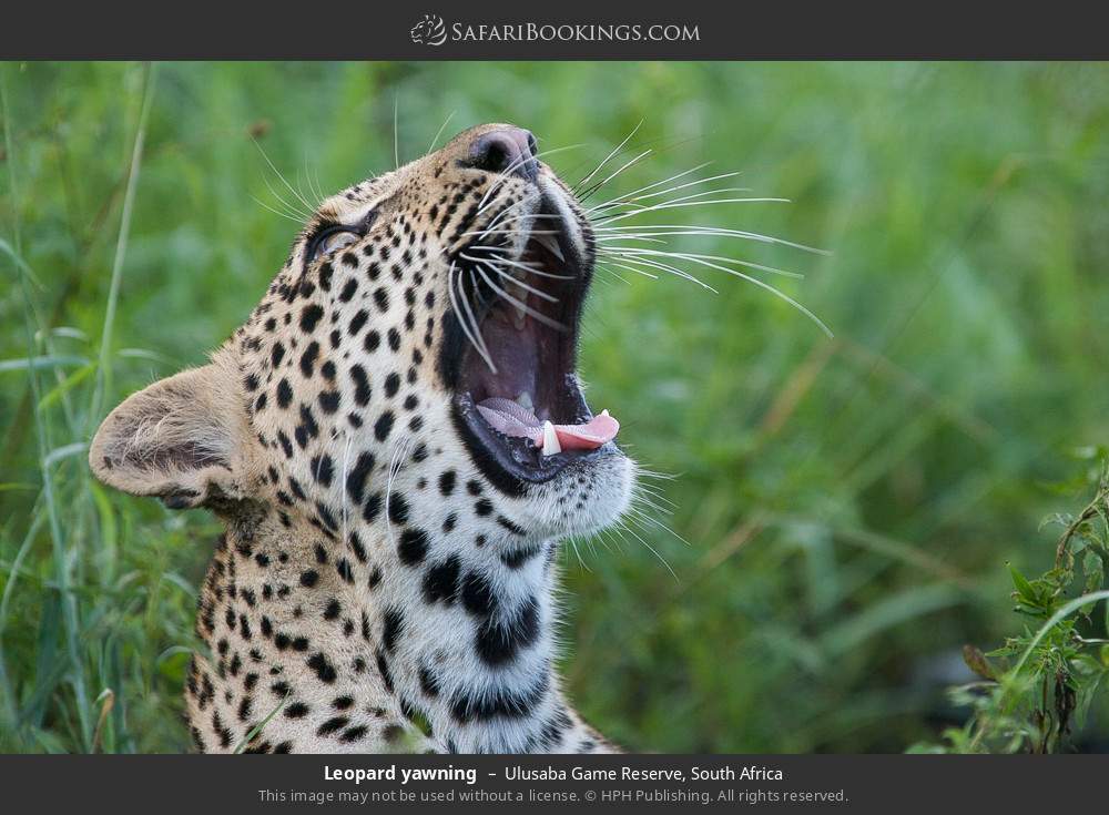 Leopard yawning in Ulusaba Game Reserve, South Africa