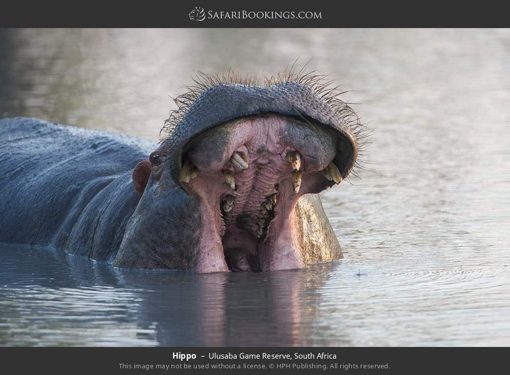 Hippo in Ulusaba Game Reserve, South Africa