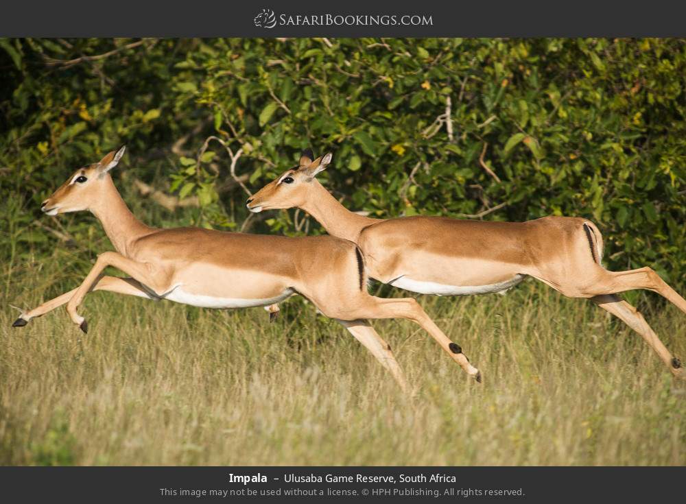 Impala in Ulusaba Game Reserve, South Africa