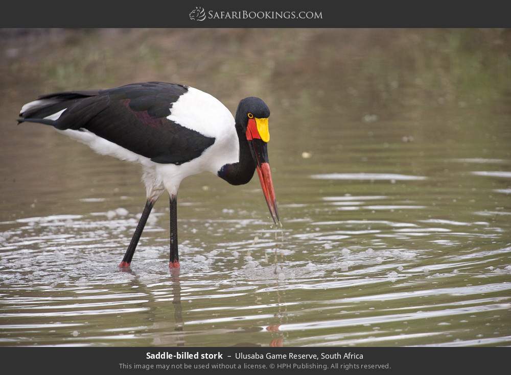 Saddle-billed stork in Ulusaba Game Reserve, South Africa