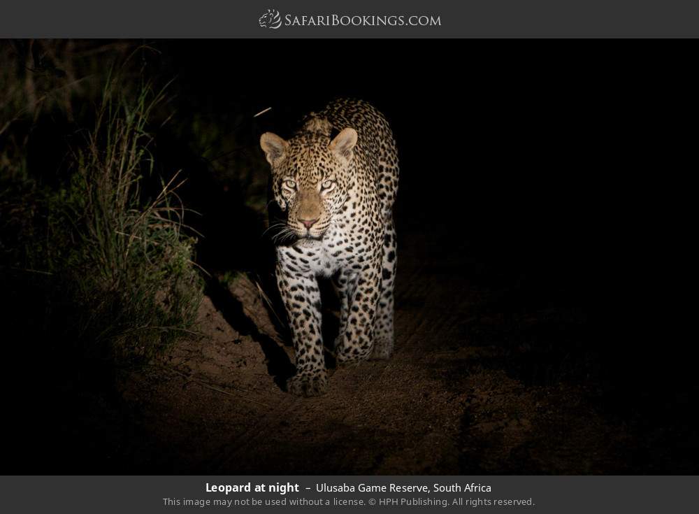 Leopard at night in Ulusaba Game Reserve, South Africa