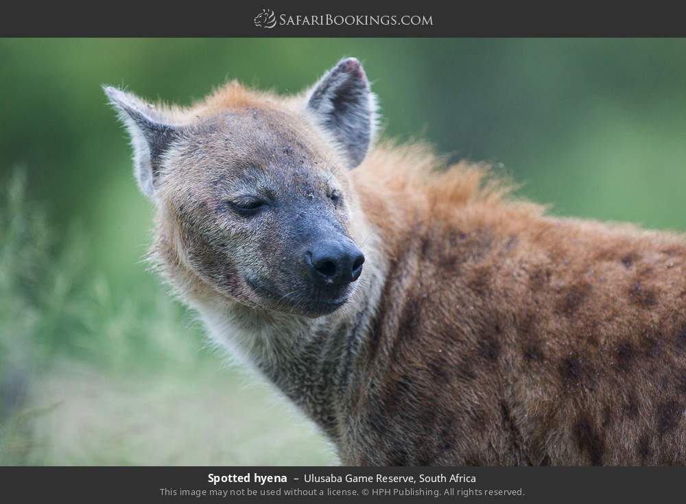 Spotted hyena in Ulusaba Game Reserve, South Africa