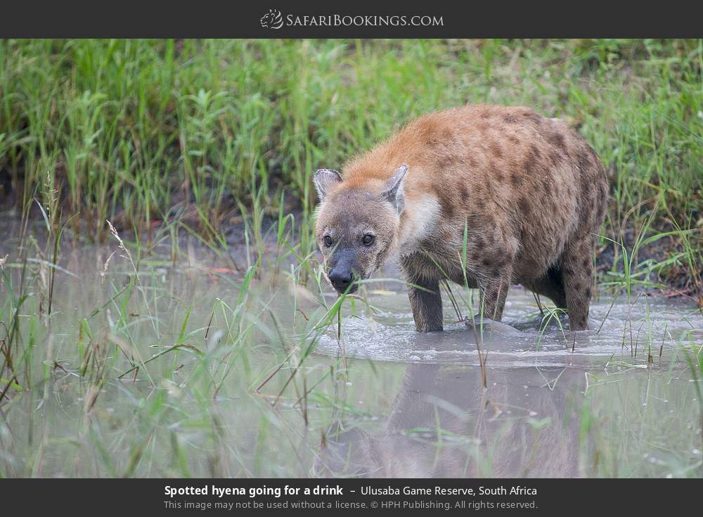 Spotted hyena going for a drink in Ulusaba Game Reserve, South Africa