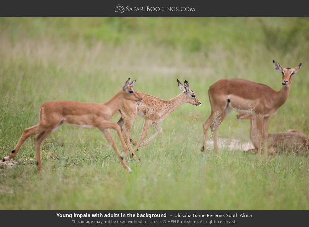 Young impala with adults in the background in Ulusaba Game Reserve, South Africa