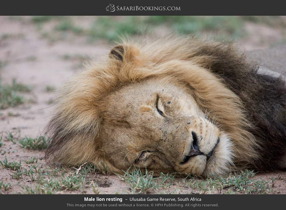 Male lion resting in Ulusaba Game Reserve, South Africa