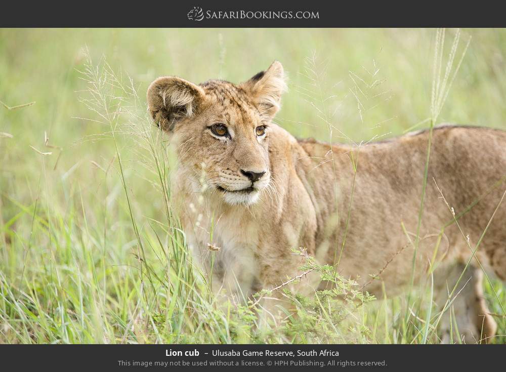 Lion cub in Ulusaba Game Reserve, South Africa