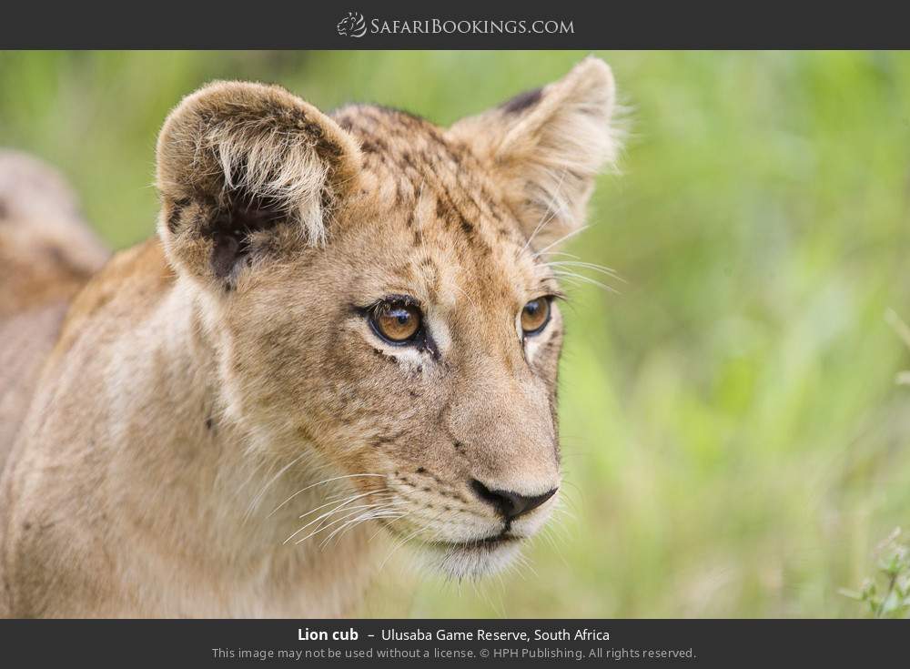 Lion cub in Ulusaba Game Reserve, South Africa