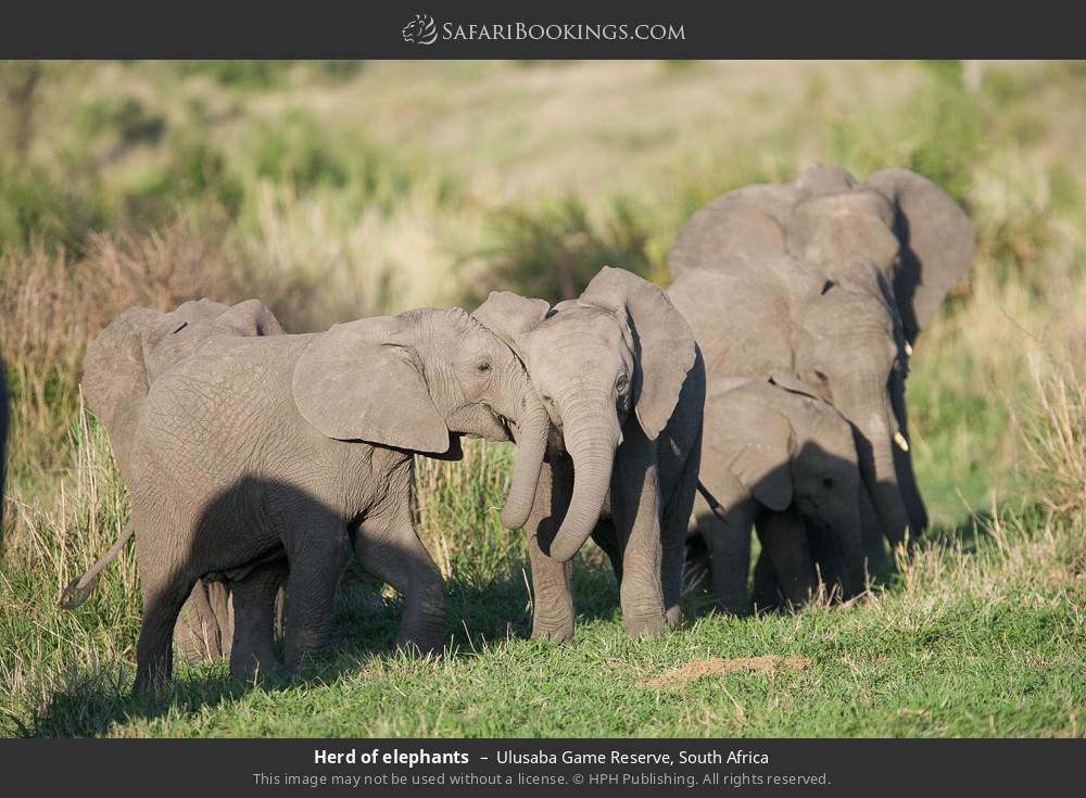 Herd of elephants in Ulusaba Game Reserve, South Africa