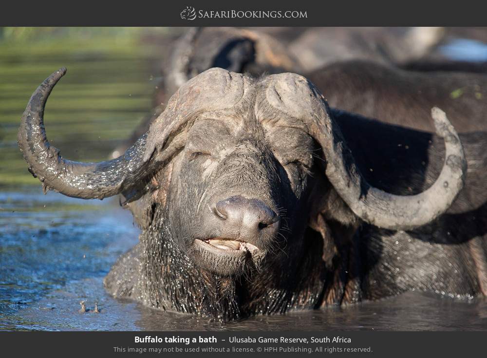 Buffalo taking a bath in Ulusaba Game Reserve, South Africa