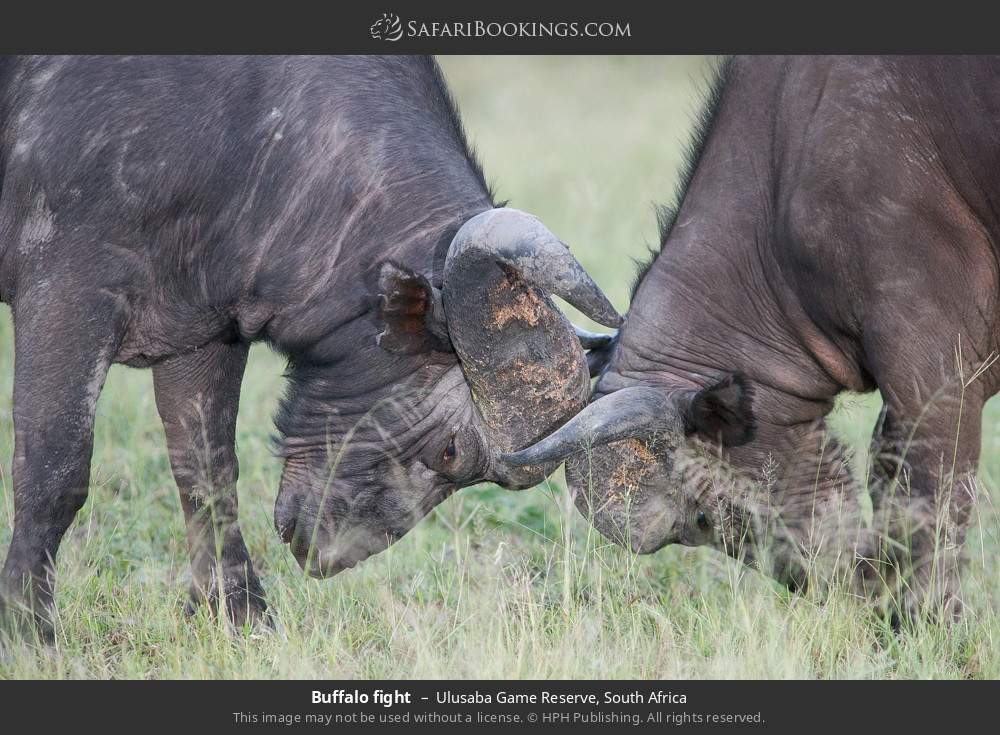 Buffalo fight in Ulusaba Game Reserve, South Africa