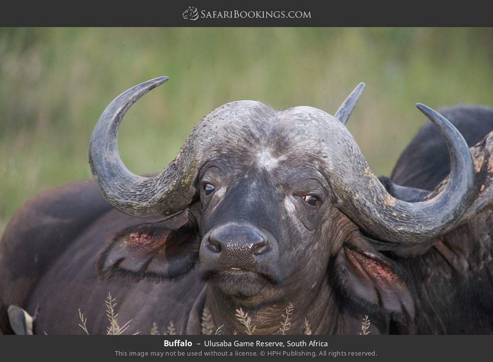 Buffalo in Ulusaba Game Reserve, South Africa