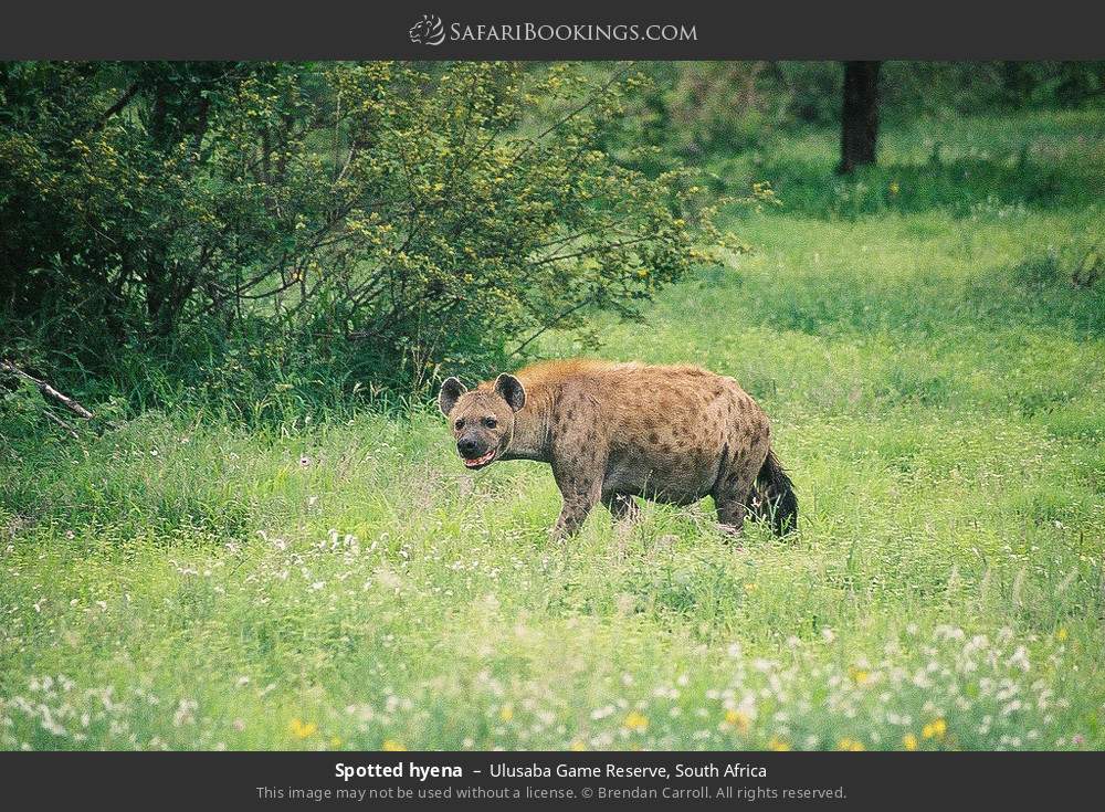 Spotted hyena in Ulusaba Game Reserve, South Africa