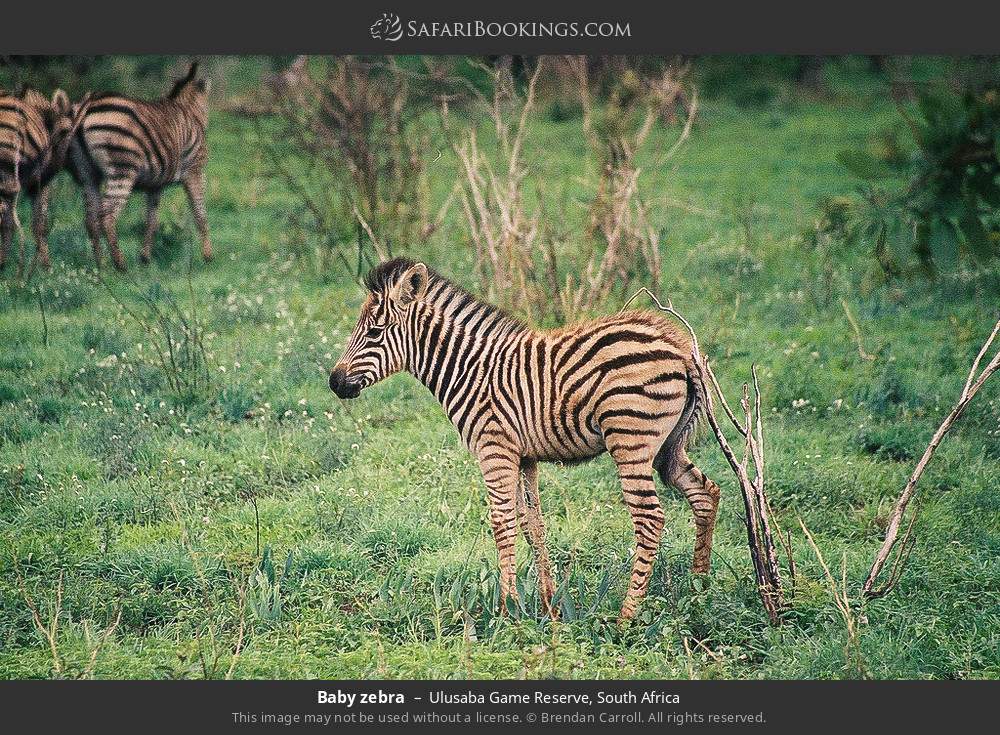 Baby zebra in Ulusaba Game Reserve, South Africa