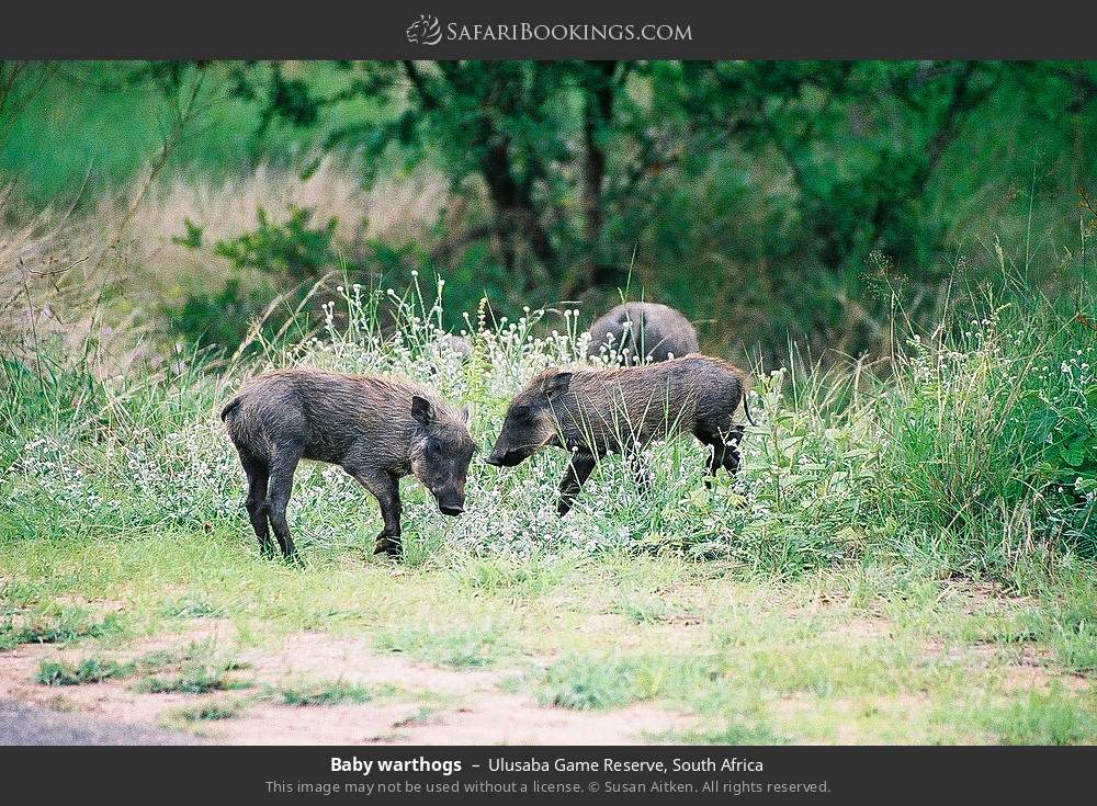 Baby warthogs in Ulusaba Game Reserve, South Africa