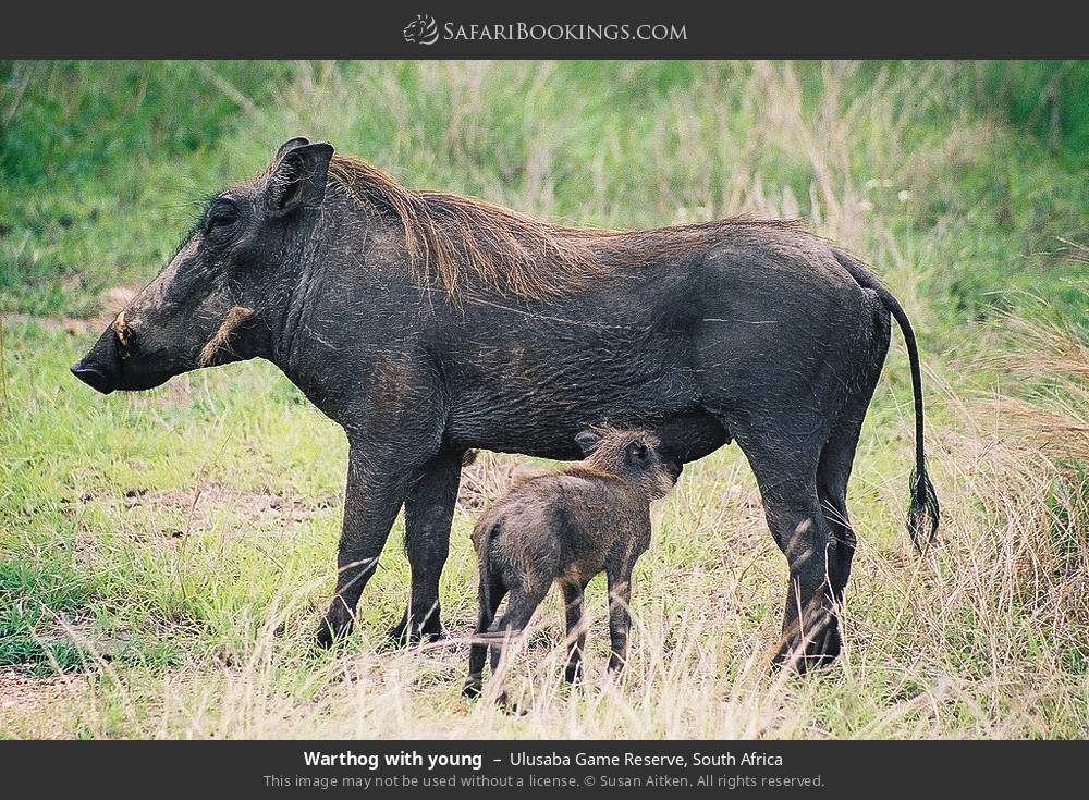 Warthog with young in Ulusaba Game Reserve, South Africa