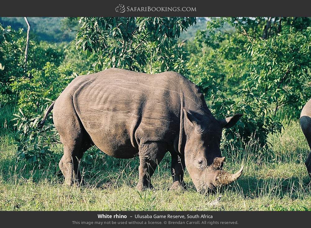 White rhino in Ulusaba Game Reserve, South Africa