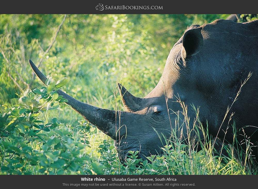 White rhino in Ulusaba Game Reserve, South Africa
