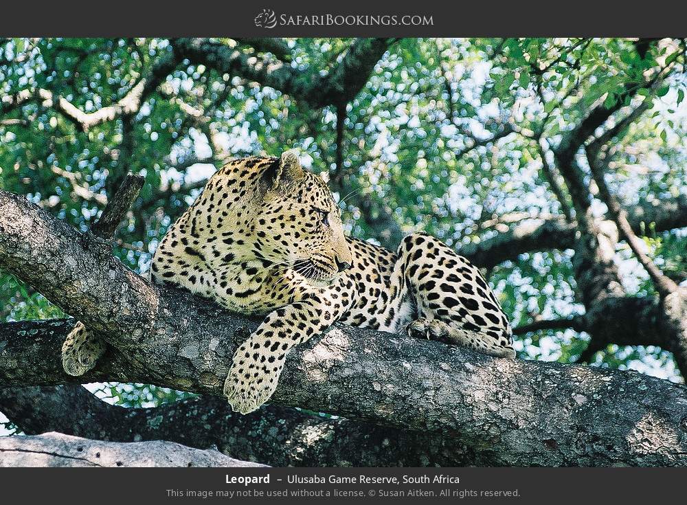 Leopard in Ulusaba Game Reserve, South Africa