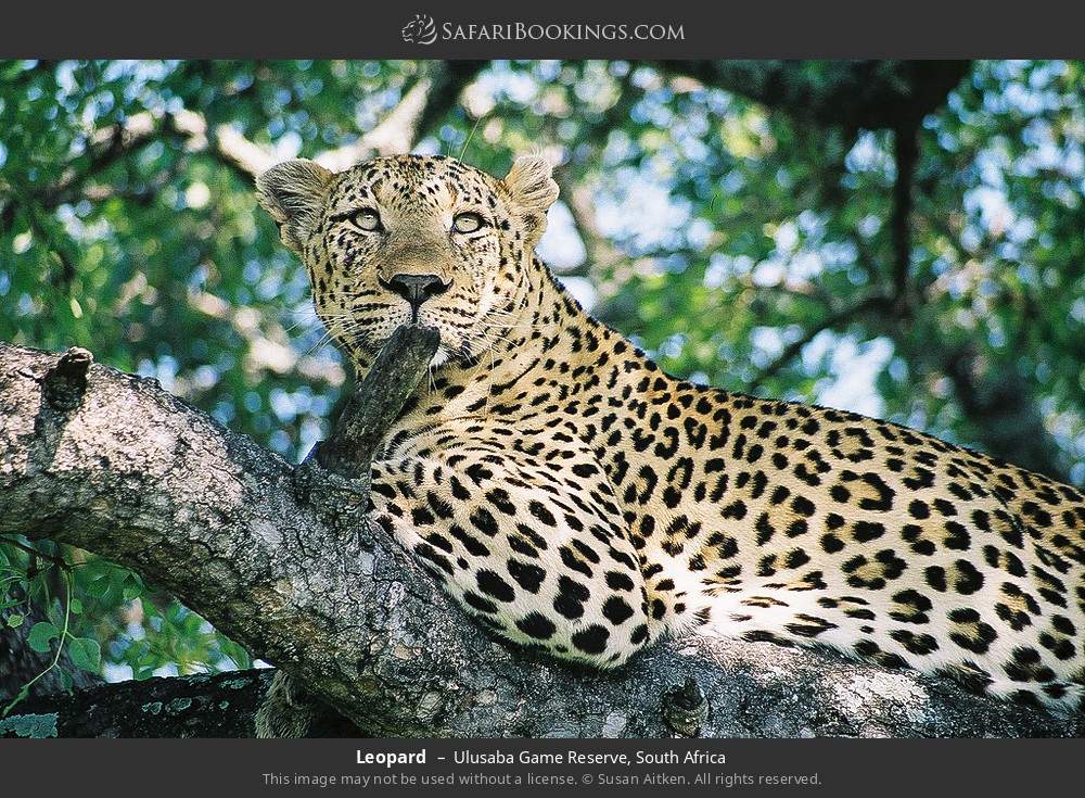 Leopard in Ulusaba Game Reserve, South Africa