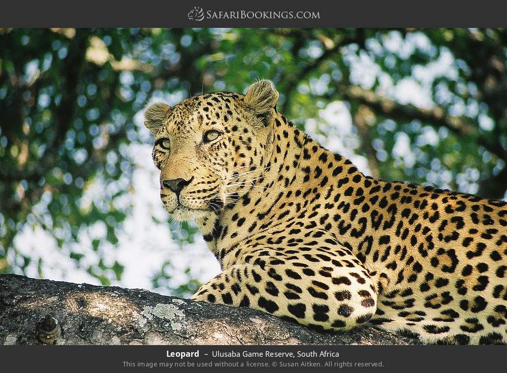 Leopard in Ulusaba Game Reserve, South Africa