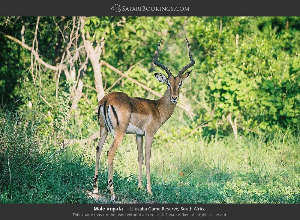 Male impala in Ulusaba Game Reserve, South Africa
