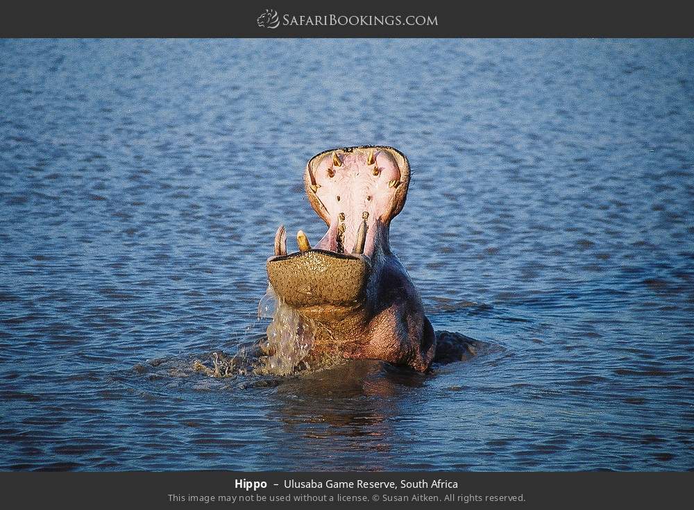 Hippo in Ulusaba Game Reserve, South Africa