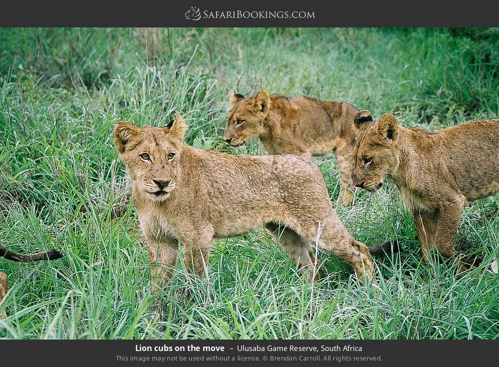 Lion cubs on the move in Ulusaba Game Reserve, South Africa